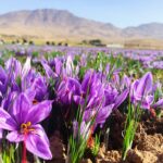نحوه نظارت بر کیفیت زعفران صادراتی ابلاغ شد