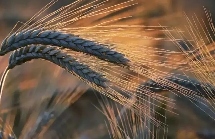 افزایش تقاضای مواد غذایی چین را به فکر انداخت افزایش تقاضای مواد غذایی چین را به فکر انداخت