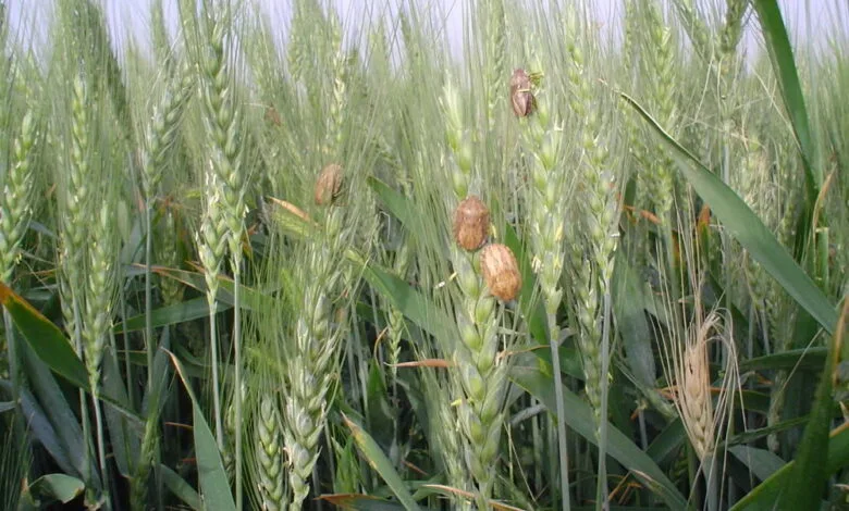 آغاز فعالیت شبکه مراقبت از سن غلات در کاشان آغاز فعالیت شبکه مراقبت از سن غلات در کاشان