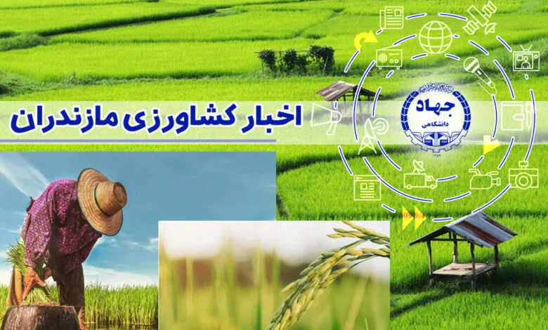 احیای پروژه‌های راکد کشاورزی و بازگرداندن آنها به چرخه تولید در استان