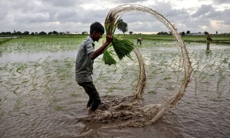 قیمت جهانی برنج به کف خود رسید قیمت جهانی برنج به کف خود رسید