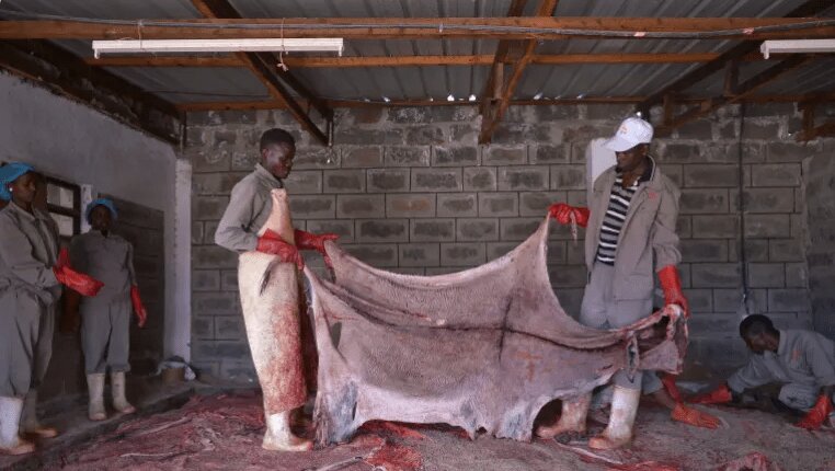 چینی‌ها پوست خر کن شدند! | جزئیات یک تجارت وحشتناک اما پرسود